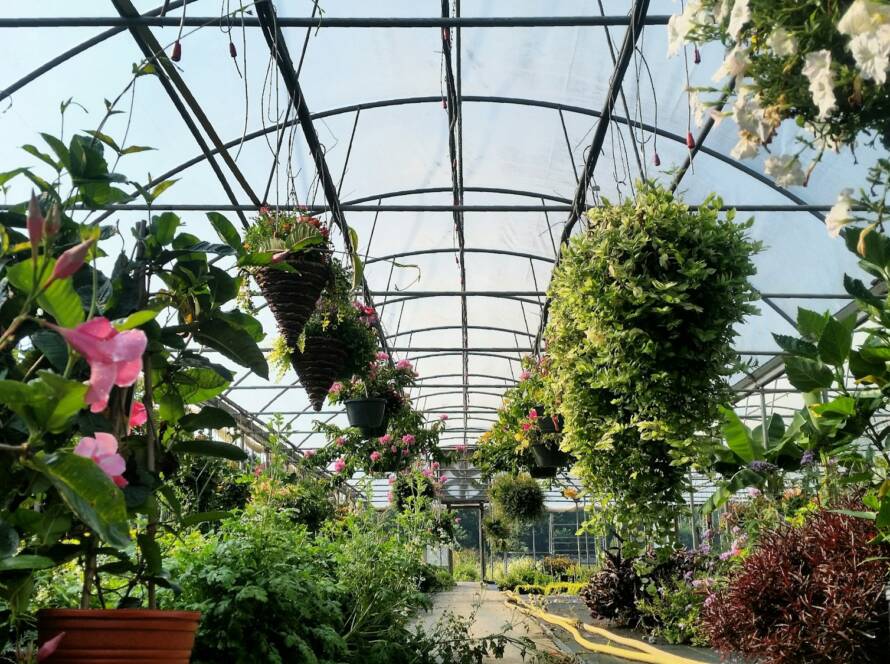 Geometric structure in landscaping ceiling in plant nursery with blooming plants in spring.